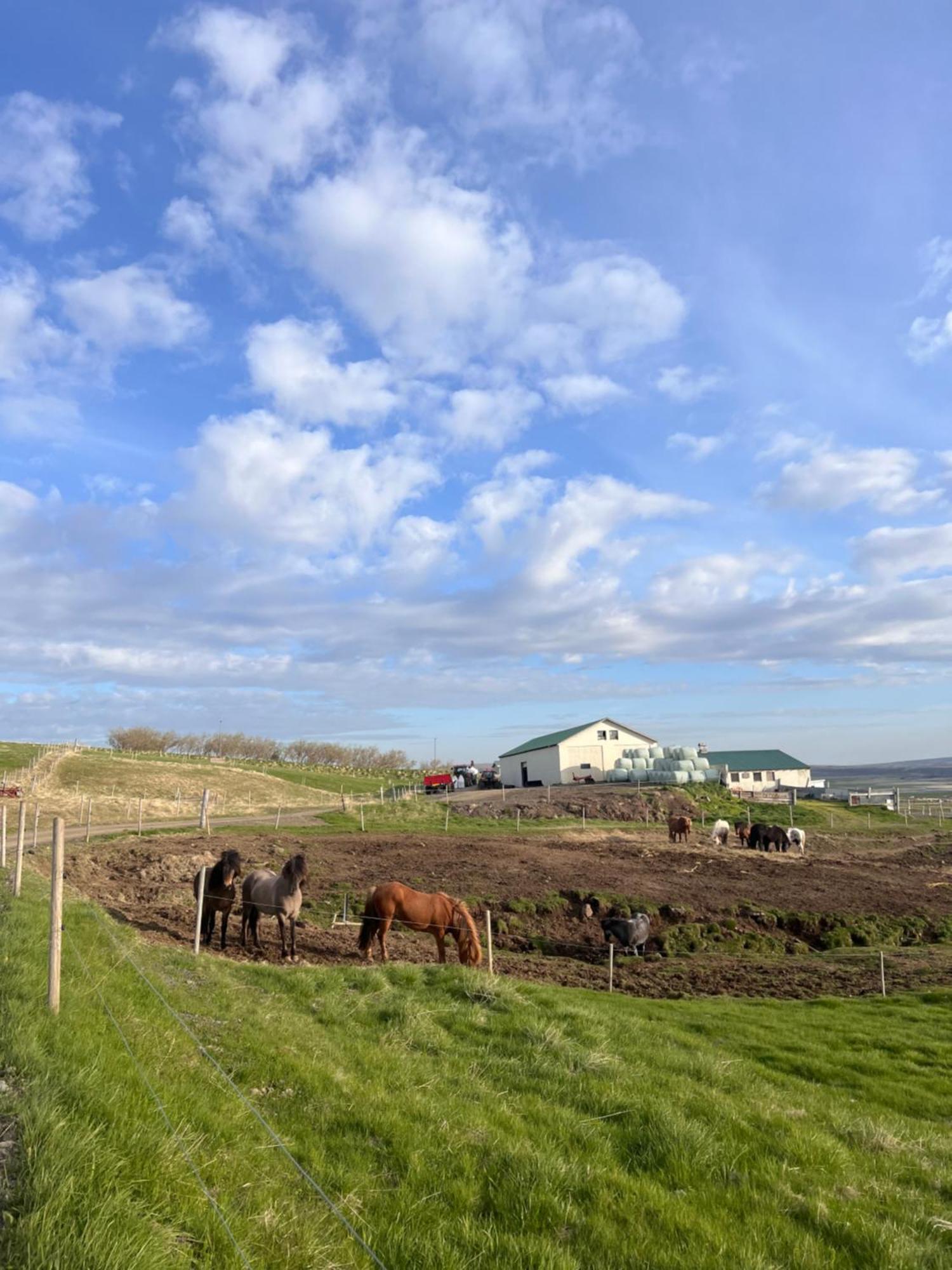 Stora-Asgeirsa Horse Farm Stay Vithigerthi Dış mekan fotoğraf