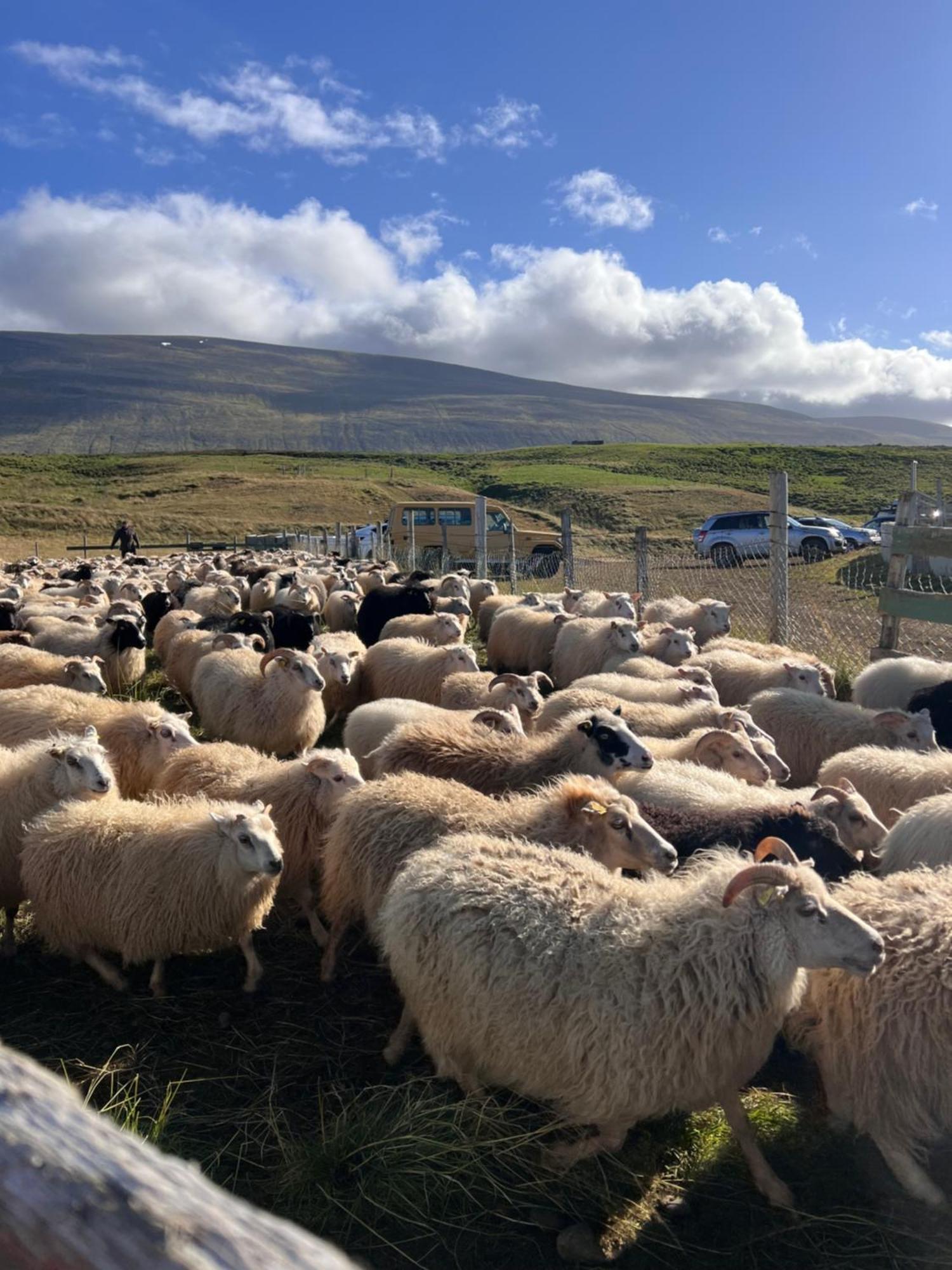 Stora-Asgeirsa Horse Farm Stay Vithigerthi Dış mekan fotoğraf