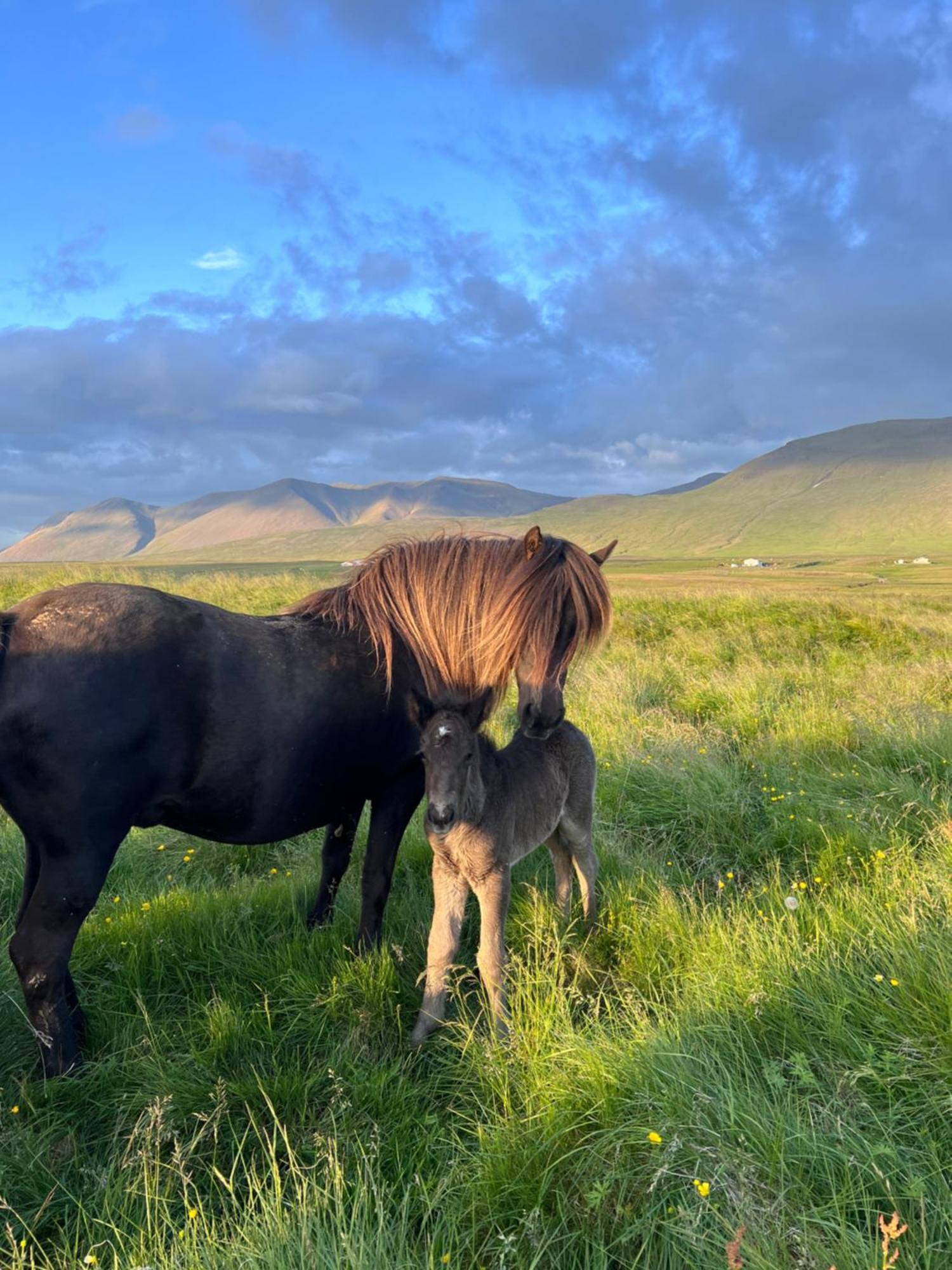 Stora-Asgeirsa Horse Farm Stay Vithigerthi Dış mekan fotoğraf